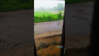 Janam dekhlo 🌧️  main yahan hoon 🎵 Beautiful Rain view 💗🎵 shortsfeed [upl. by Malo156]