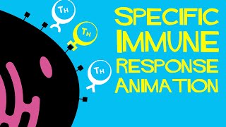 Specific immune response animation [upl. by Eednarb525]