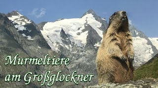 Murmeltiere Großglockner [upl. by Asinet837]