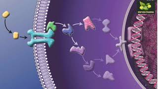 Transmembrane Signaling Mechanisms [upl. by Arnelle]