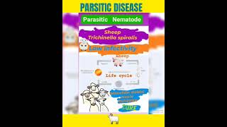 Trichinosis in sheep🤔Trichinella spiralis foodborne helminthicMuscle👍Parasitology👍🔬✅ [upl. by Alyahsal25]