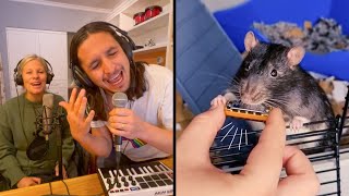 The Kiffness ft Kiff Wife X Veronica The Rat on Harmonica Live Looping Dance Mashup [upl. by Romeon]