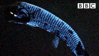 Why this deep sea fish has scientists stumped 🤔  BBC [upl. by Dougal963]