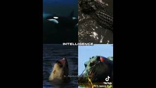 Hippopotamus vs Orca vs Shark vs Saltwater Crocodile hippopotamus killerwhale shark crocodile [upl. by Ainig]