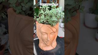 From grass to beautiful decor piece  how to grow turtle vine from cutting  how to grow inch plant [upl. by Ennaillek264]