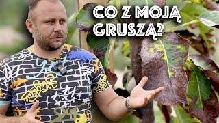 Co się dzieje z gruszami Krótko i na temat [upl. by Dalia]