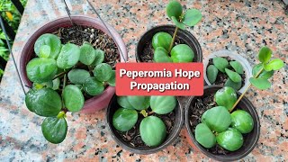 Peperomia Hope Propagation [upl. by Rorry829]