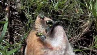 Blowflies egg laying on a dead squirrel  httpsbugspraycomblowflies [upl. by Pudendas551]