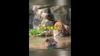 美洲虎和老虎針鋒相對解說版動物世界 野生動物零距離 [upl. by Yevre]