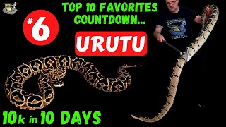 The Urutu A Rare and Deadly Snake [upl. by Pittel]