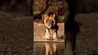 Crocodile stalking baby lionanimals wildlife wildanimals foryou fyp [upl. by Airtemad986]