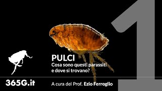 Pulci 1  Cosa sono questi parassiti e dove si trovano [upl. by Airemahs]