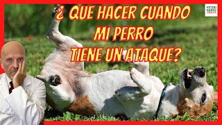 🆘 ¿QUÉ HACER ANTE UN ATAQUE DE EPILEPSIA EN PERROS 🆘 [upl. by Elumas]