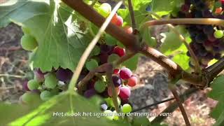 Veraison uitleg van de groenwording der druiven [upl. by Ramona626]