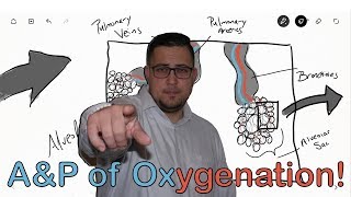 OXYGENATION amp GAS EXCHANGE MADE EASY [upl. by Nbi]