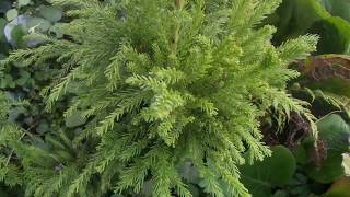 Cryptomeria japonica Cristata [upl. by Mapes]