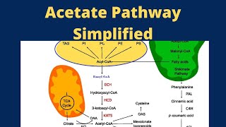 Acetate Pathway Pharmacognosy [upl. by Yhtomot985]