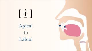 r̼̊  unvoiced apical labial trill [upl. by Llamaj]