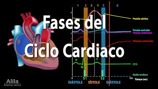 Fases del Ciclo Cardiaco y el Esquema de Wiggers Animación Alila Medical Media Español [upl. by Zetnauq]