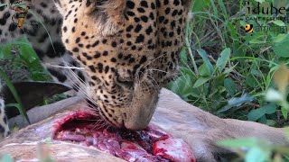 Leopard Feast Watch As Majestic Male Devours A Kudu [upl. by Bullivant]