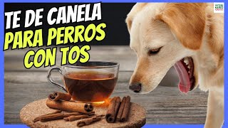 🫖 TE DE CANELA PARA LA TOS EN PERROS 🫖 [upl. by Nema]