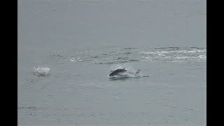 Harbour Porpoises and Bluefin Tuna feeding close to Rathlin Island [upl. by Yemiaj]