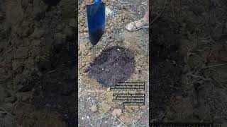 Zaï holes with biochar for dry land farming [upl. by Klara325]