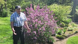 How To Prune Lilacs  To Keep Them Healthy Vigorous Free Flowering amp Well Formed 😉👏👍✂️💚 [upl. by Harwilll]