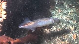 Diving Three Tree Point with Six Gill Sharks  Summer 2004 [upl. by Alba]