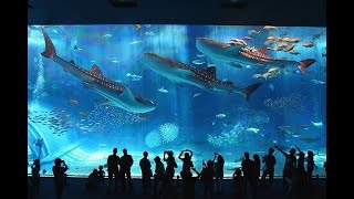 Top 10 AMAZING Aquariums in The World Georgia Aquarium Ocean Voyager I [upl. by Ellennej]