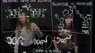 How Nucleoside Triphosphates Provide Energy for DNA Replication BIOS 041 [upl. by Roel]