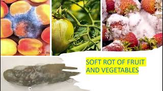 Soft Rot of Fruits and Vegetables causes symptoms and cures [upl. by Albertine]