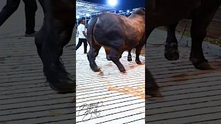 Mighty 1200 kg bull returns to the barn after a display session [upl. by Ardnaeel757]