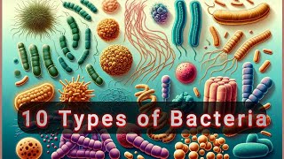 10 types of Bacteria [upl. by Atiekan730]