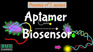 Aptamer Biosensor  Aptamer Based Biosensors  Aptasensors [upl. by Damali]