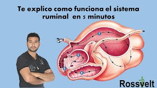 Fisiología Ruminal [upl. by Henig296]