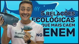 5 RELAÇÕES ECOLÓGICAS que mais caem no ENEM [upl. by Eicnan]