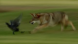 Coyote Hunts Birds  BBC Earth [upl. by Irej]