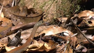 YellowFaced Whip Snake Australia 4k UHD [upl. by Latt399]