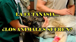 Especial La eutanasia ¿Los animales sufren [upl. by Pricilla]