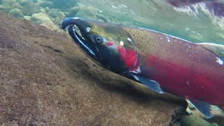 Facts Coho Salmon [upl. by Hgielsa]