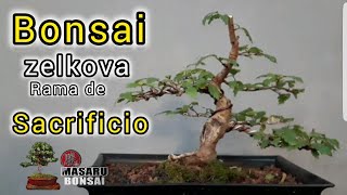 ⚠ COMO HACER UN BONSAI de ZELKOVA RAMA DE SACRIFICIO ⚠ [upl. by Viafore]