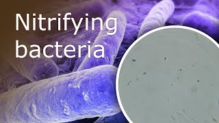 All About Nitrifying Bacteria in Your Aquarium What they Are and Where Can You Find Them [upl. by Olympie46]