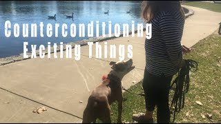 Help your dog chill out Counterconditioning exciting things Training Tip Tuesday [upl. by Nil]