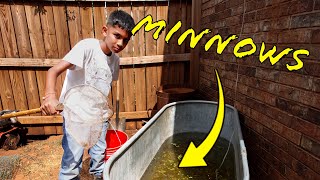 Catching Minnows for Backyard pond [upl. by Milstone977]