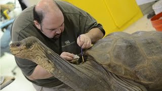 Preserving Lonesome George [upl. by Darrell706]