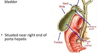 Extrahepatic Biliary Apparatus [upl. by Steele]