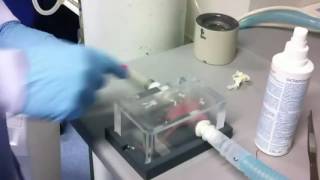 Mouse Induction Chamber for Tail Vein Injections [upl. by Eniamej]