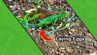 How a lizard laying eggs Incredible [upl. by Docilu]