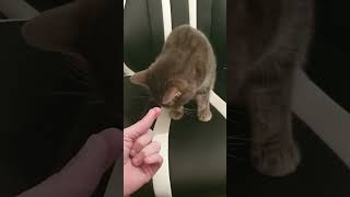 Krok et son péché mignon drole shortvideo cat rire epinard légumes catlover mignon cute [upl. by Bander]